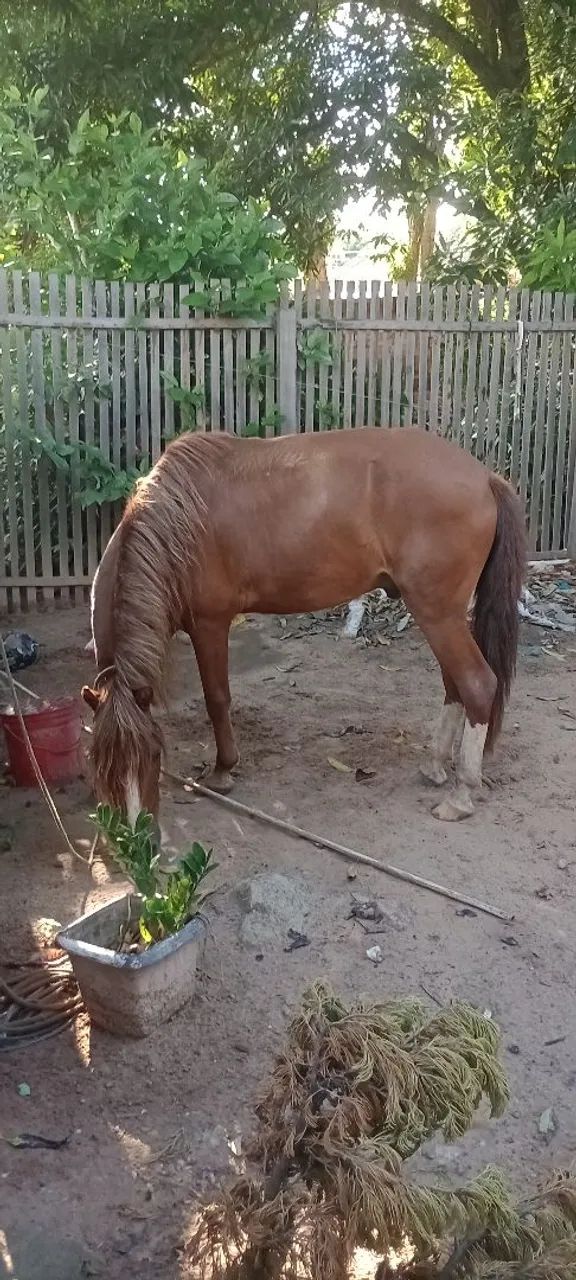 vendo alazão machado manso  - Foto 4