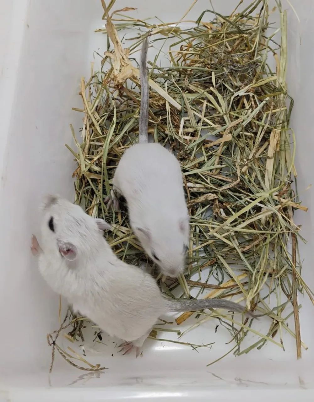 Gerbil / Esquilo da Mongólia  - Foto 4