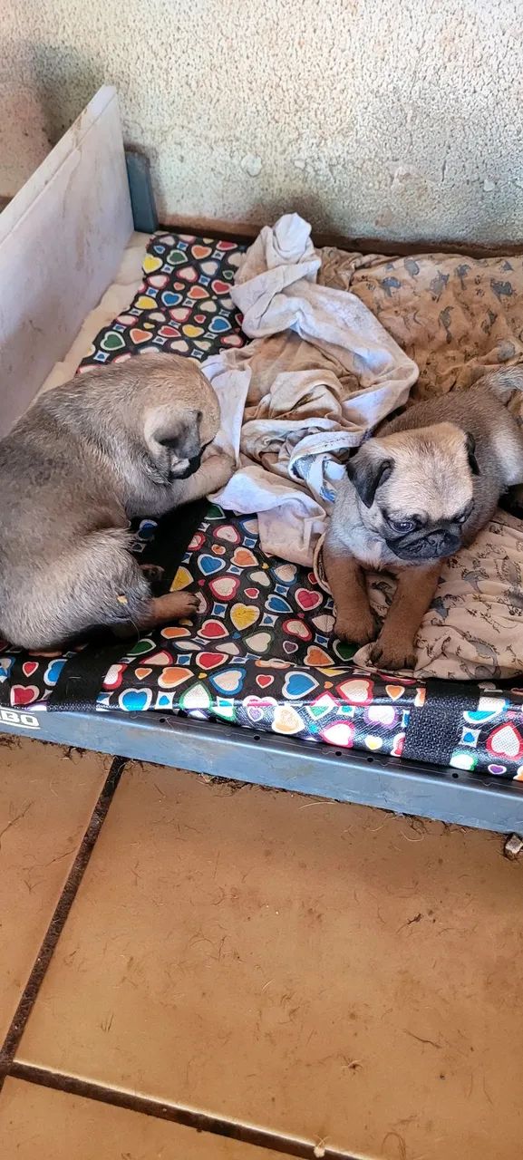 Cachorro | Raça Pug - Foto 2