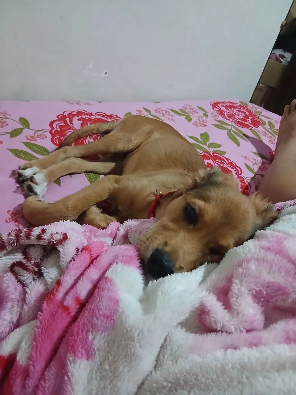 Adoção  - Foto 3