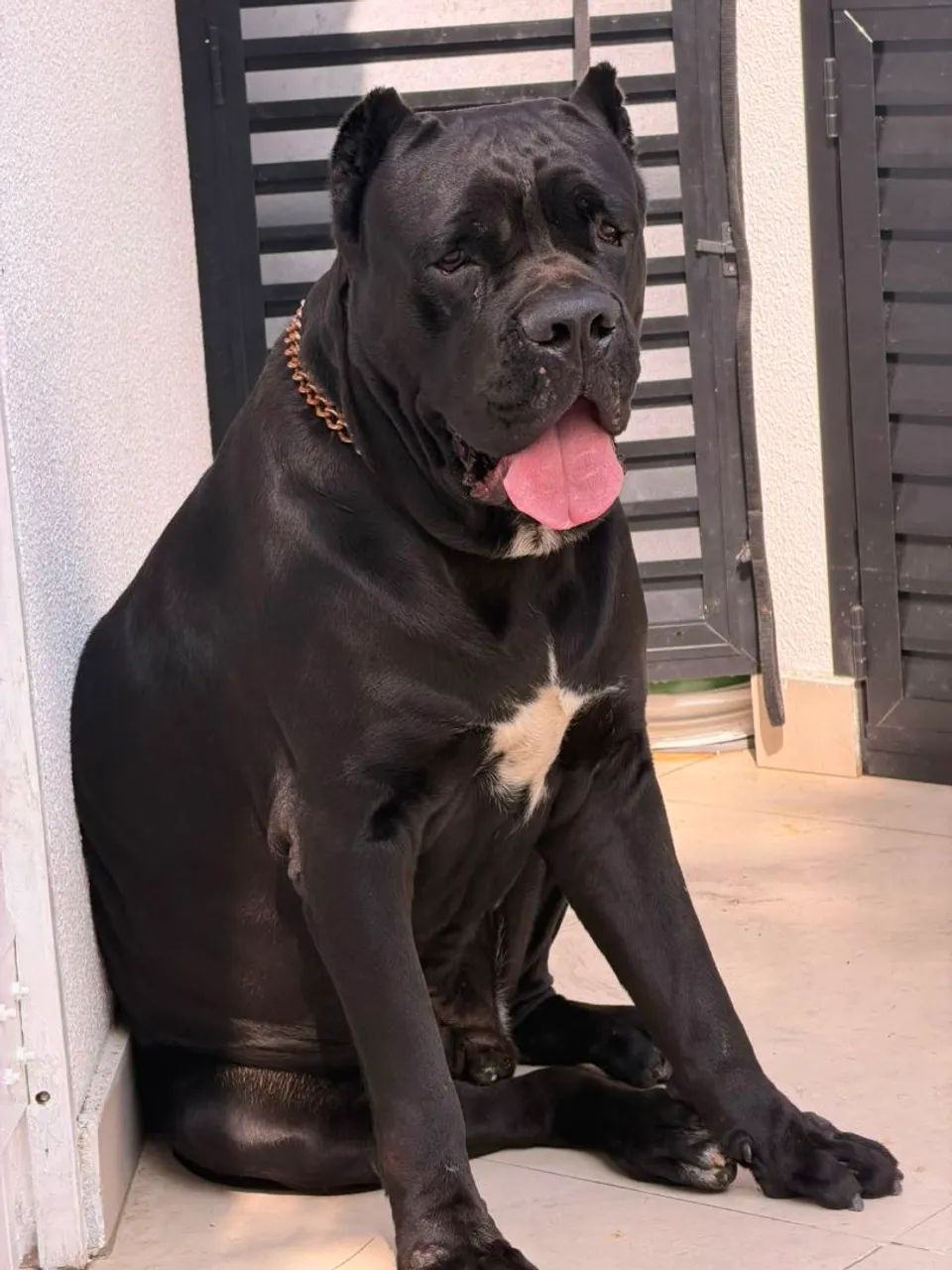 Cane corso doação - Foto 2