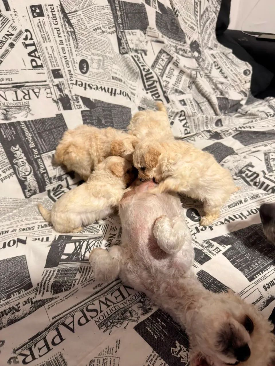 Vendo filhote Poodle toy - Foto 5