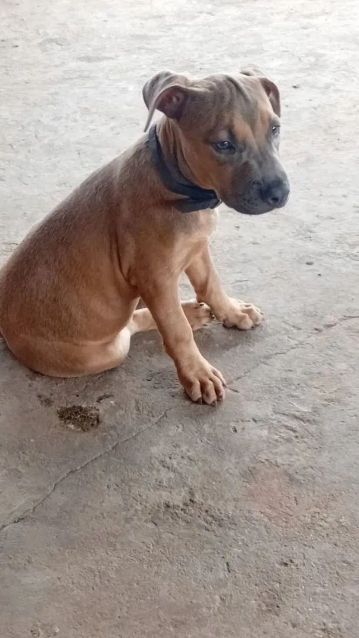 Cachorro 