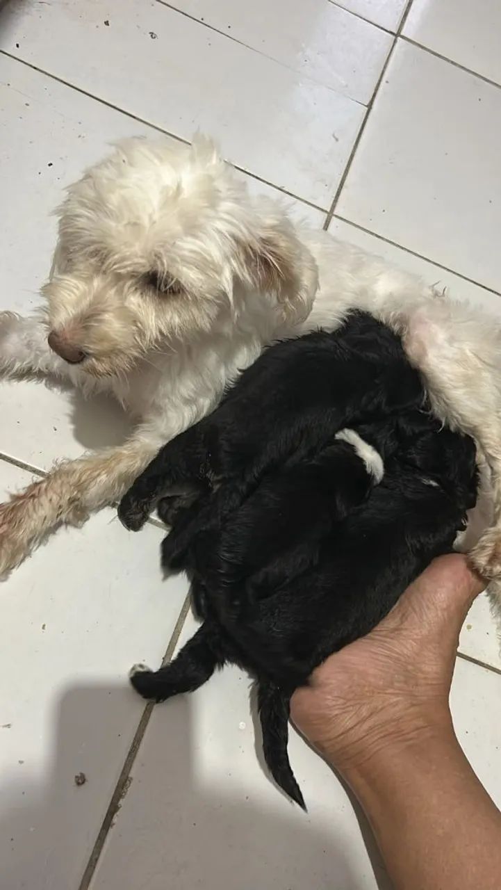 Vendo filhotes de poodle 2