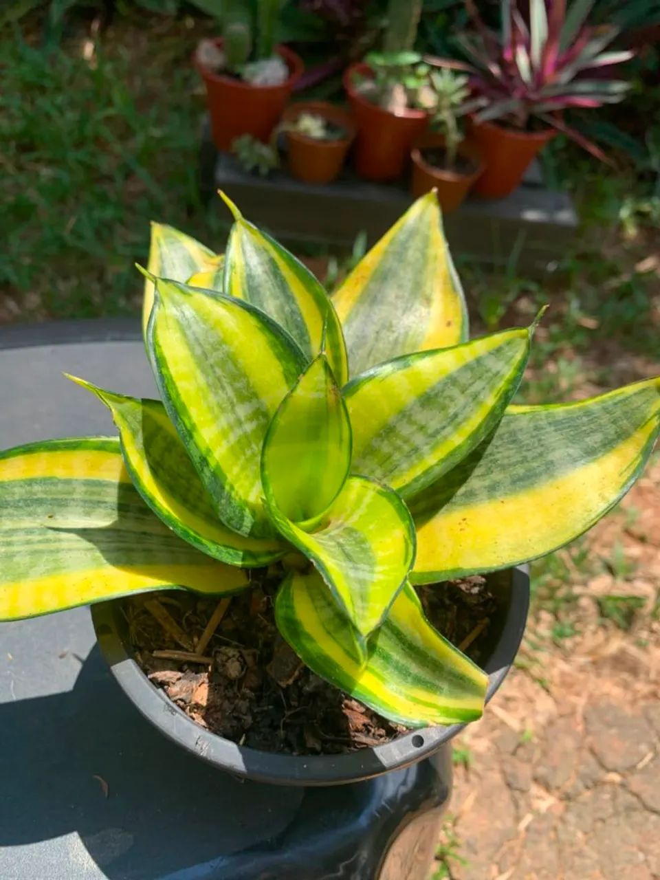 Plantas
