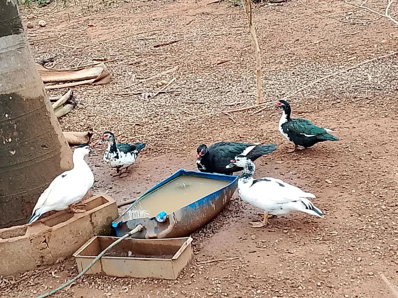 Vendo patos e galinhas.