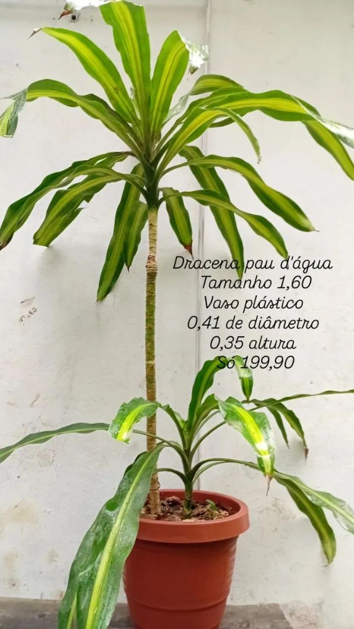 Dracena pau d'água em vaso - Foto 2