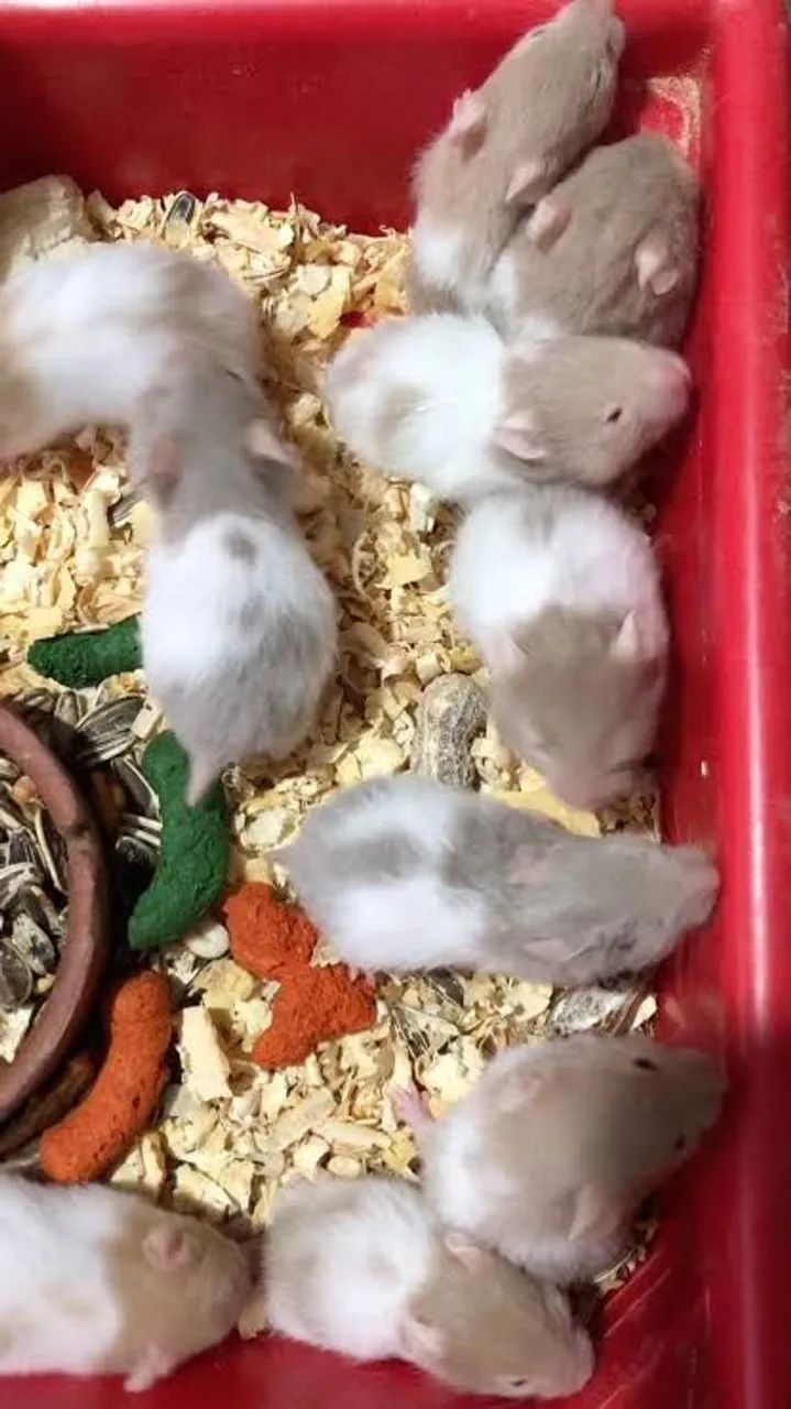 Hamisters Sírios diversas cores - Foto 2