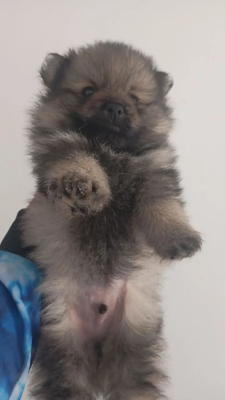 Pet - Foto 3