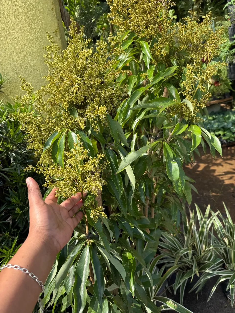 Frutíferas  - Foto 3