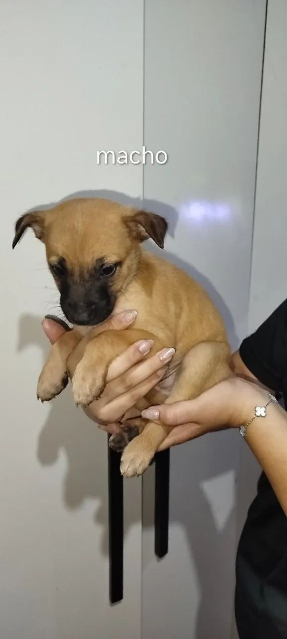 Dog para adoção  - Foto 2