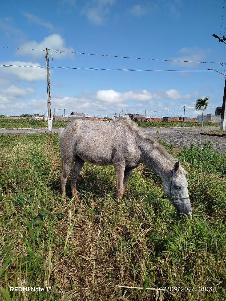 Égua piquira - Foto 2