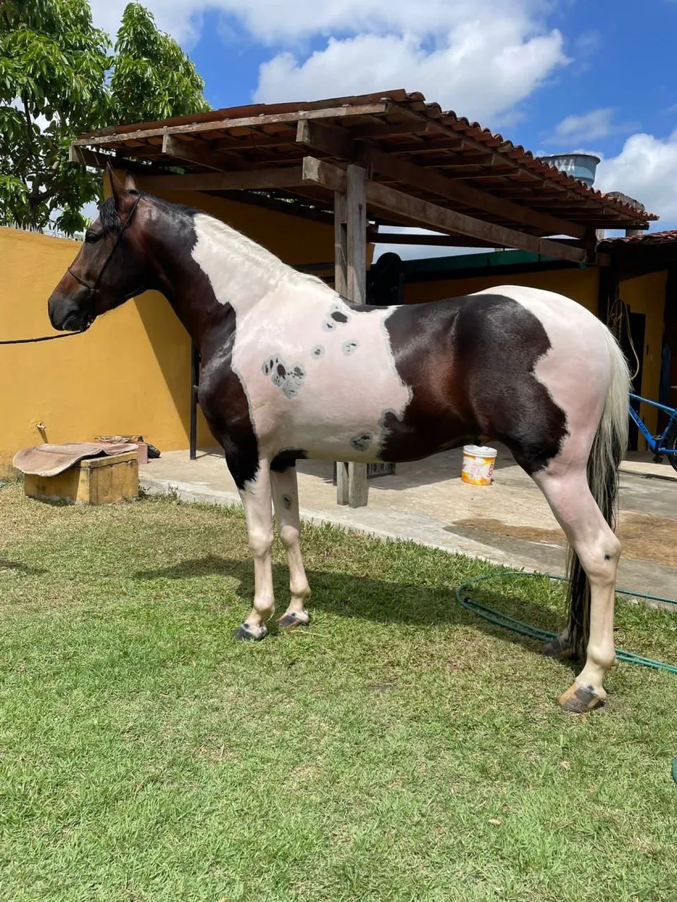 Cavalo Mangalarga Pampa (cobertura)