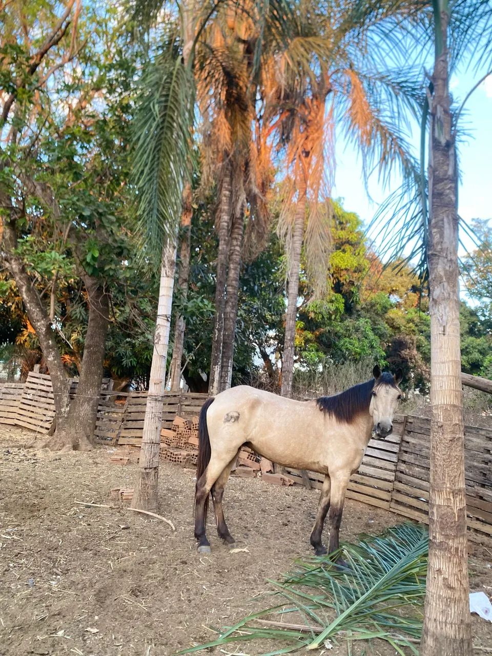 Égua baia  - Foto 2