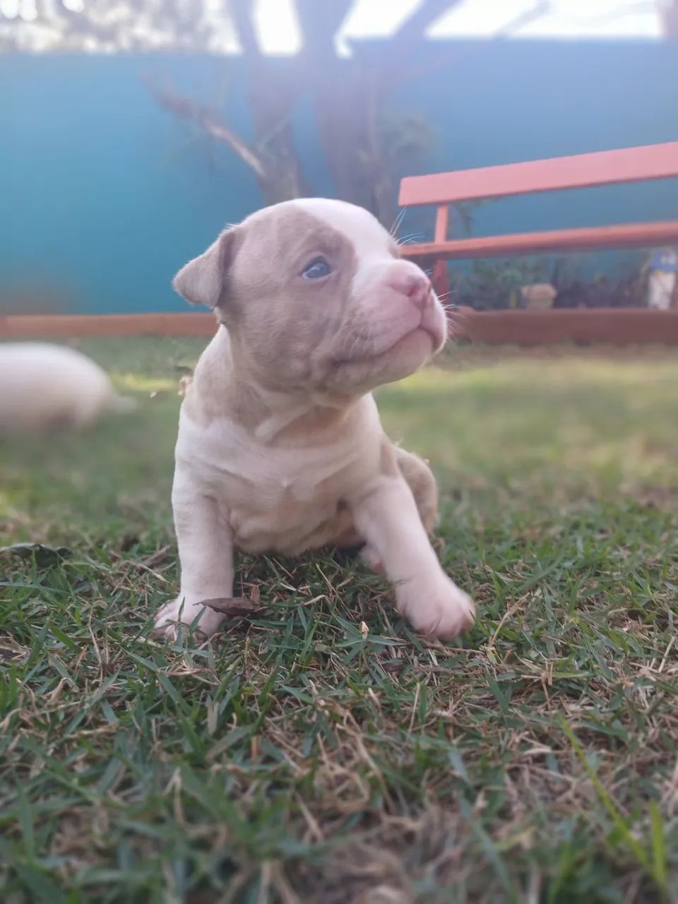 Filhotes de American bully disponível R$1500 Fêmeas R$1400 Macho - Foto 5