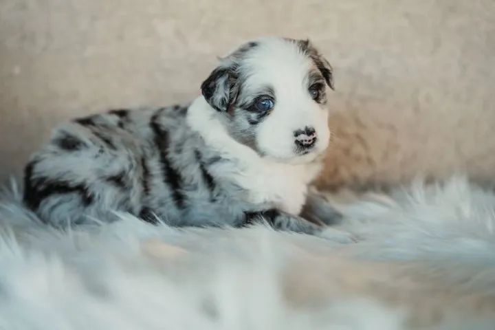 Garanta já seu Border Collie.