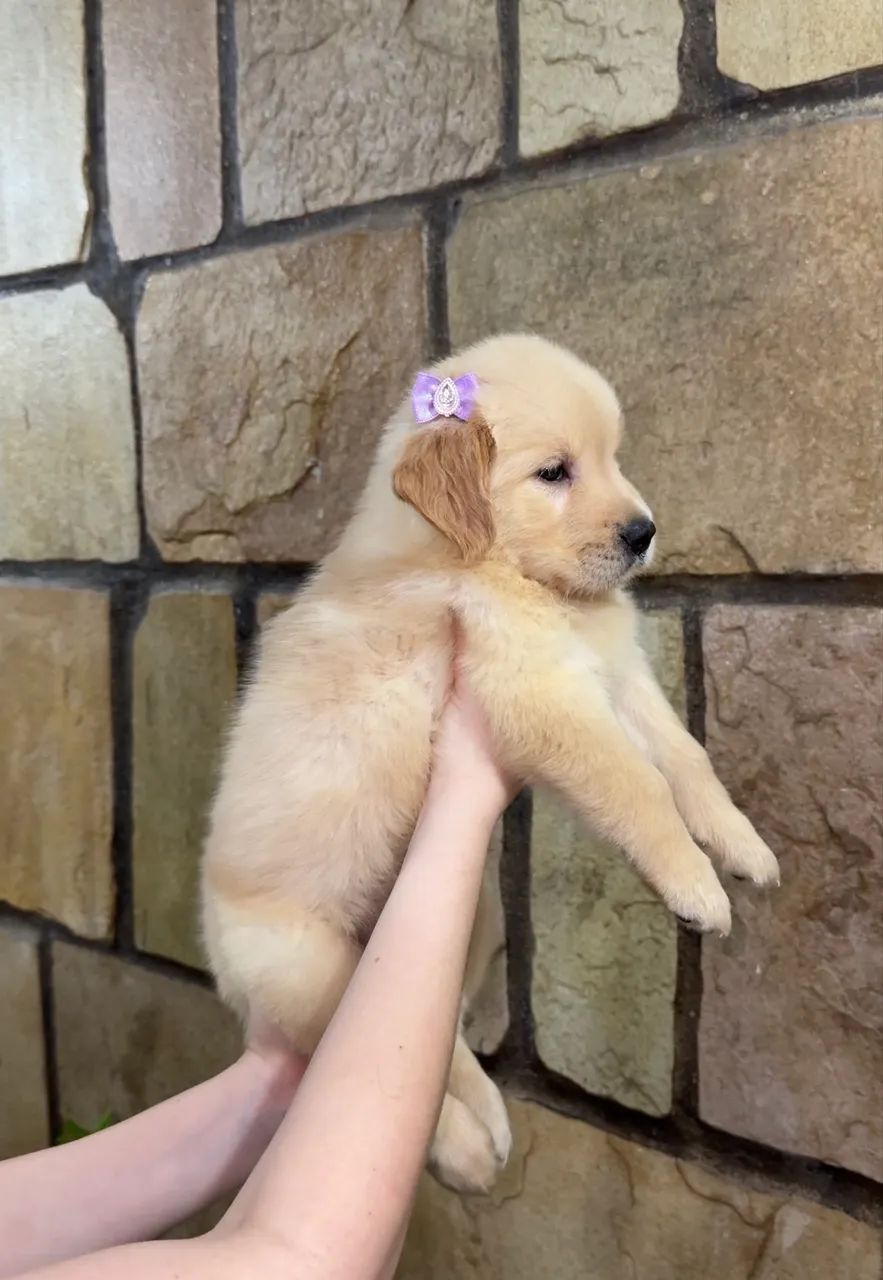 Filhote de Golden Retriever  - Foto 2