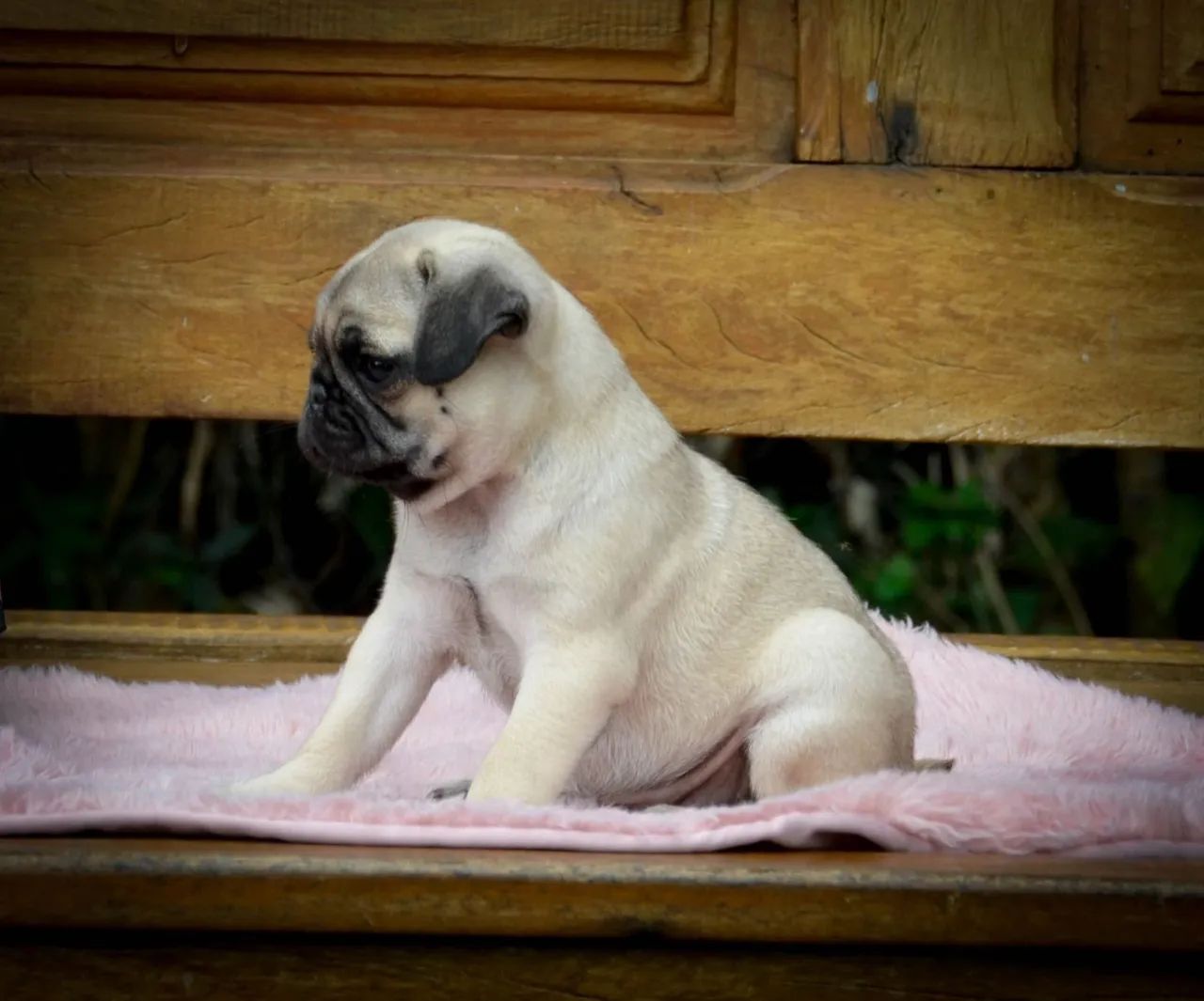 Pug mini com toda confiança e segurança 