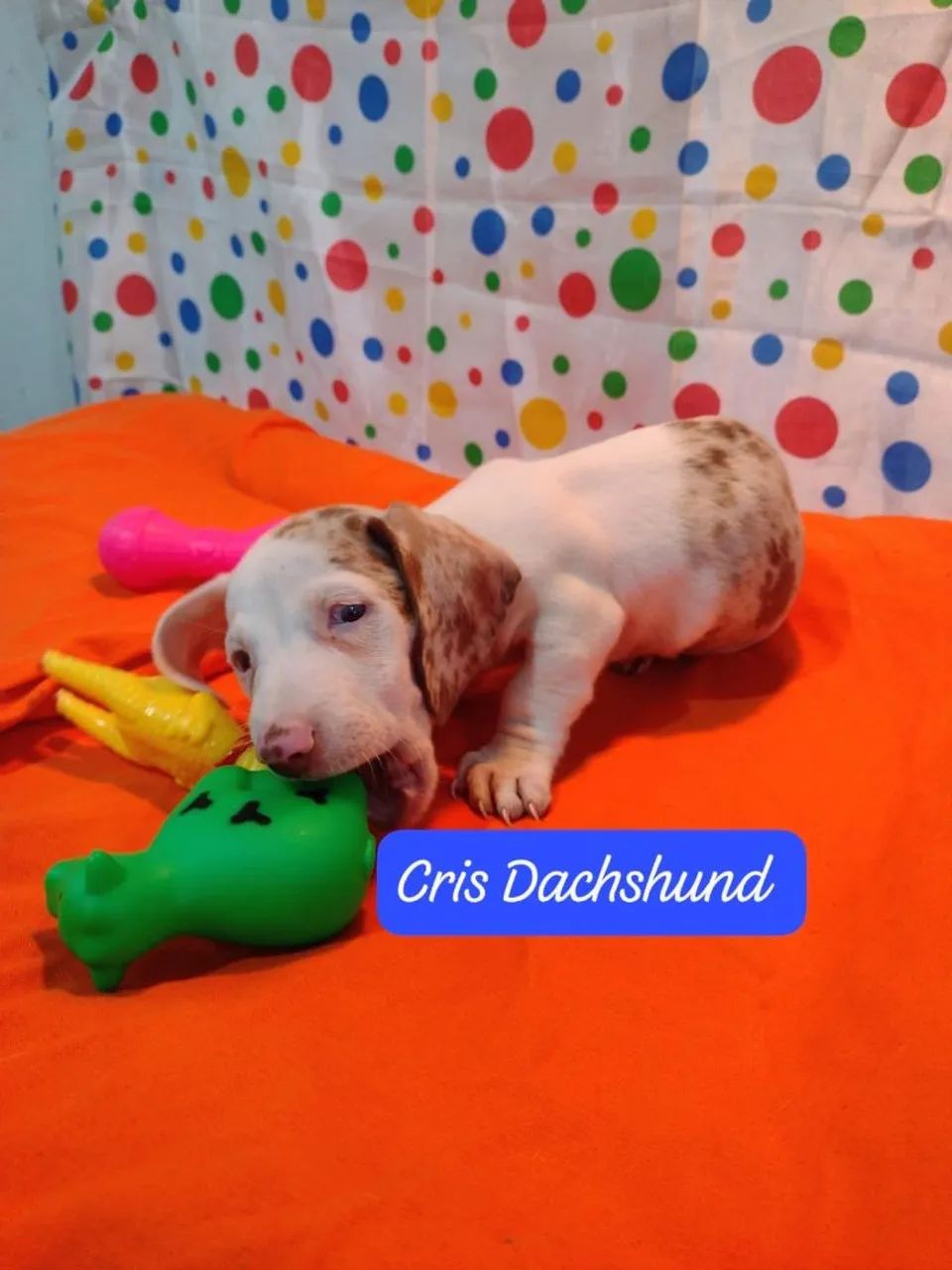 Basset  - Foto 3