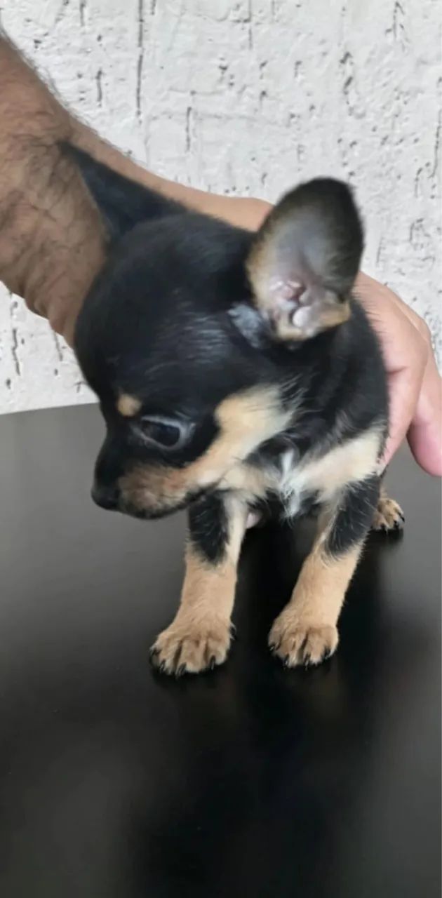 Pinscher mini disponível 