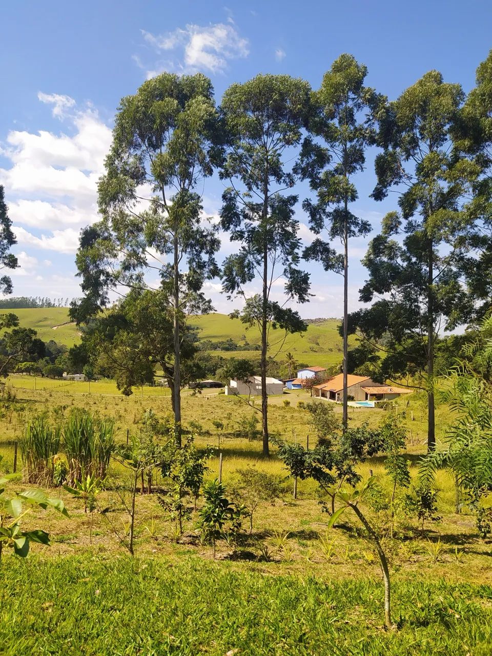 Foto - Votorantim - Carafá