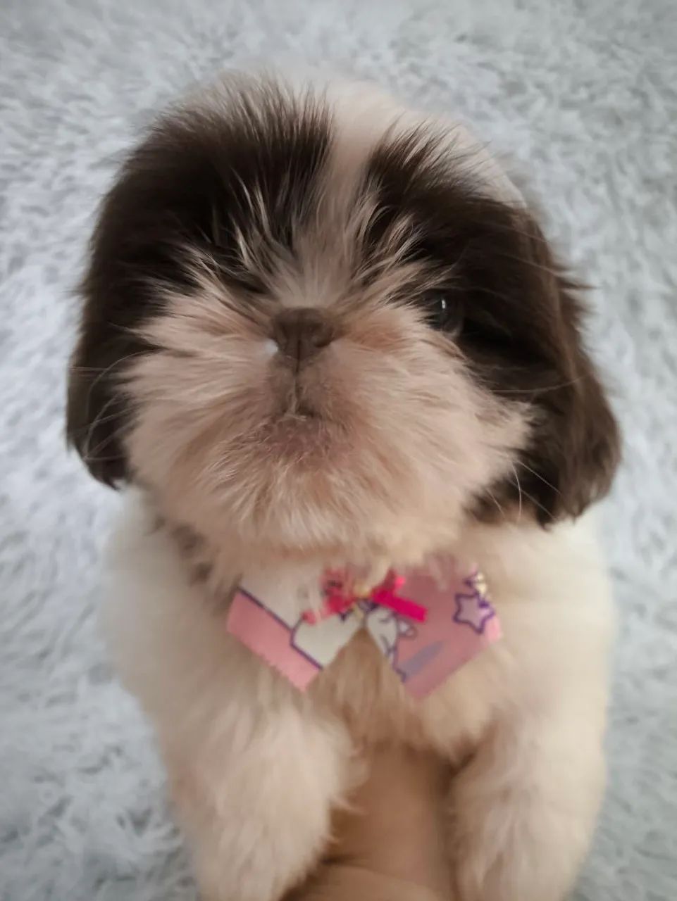 Shih tzu chocolate fêmea  - Foto 5