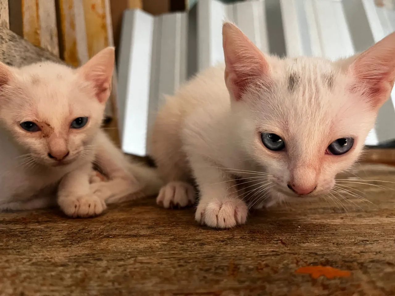 Gatinhos  - Foto 5