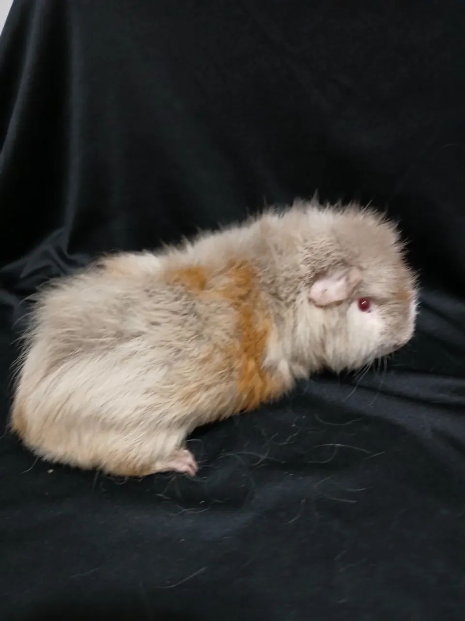 Porquinho da Índia  - Foto 4