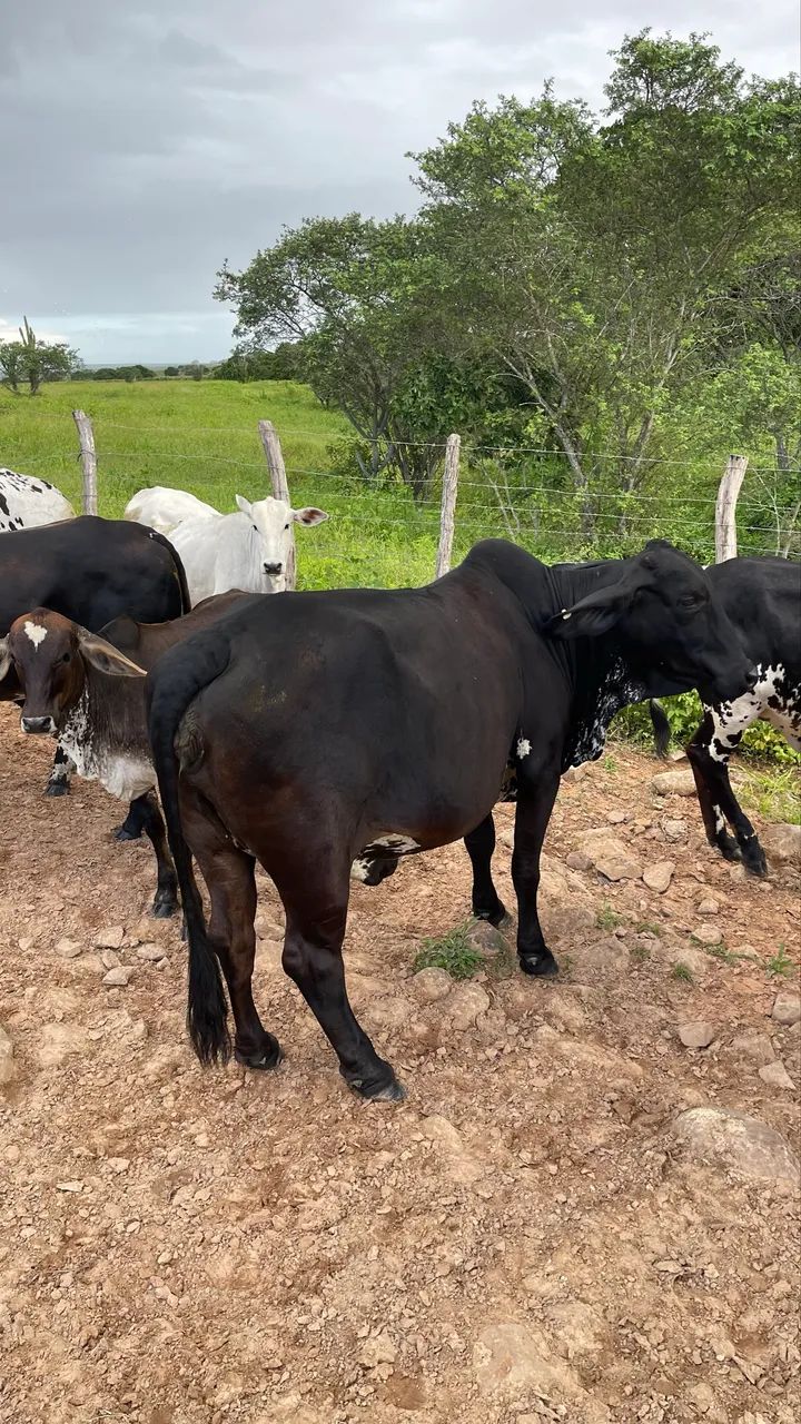 Vaca Mestiça zebuina - Foto 3