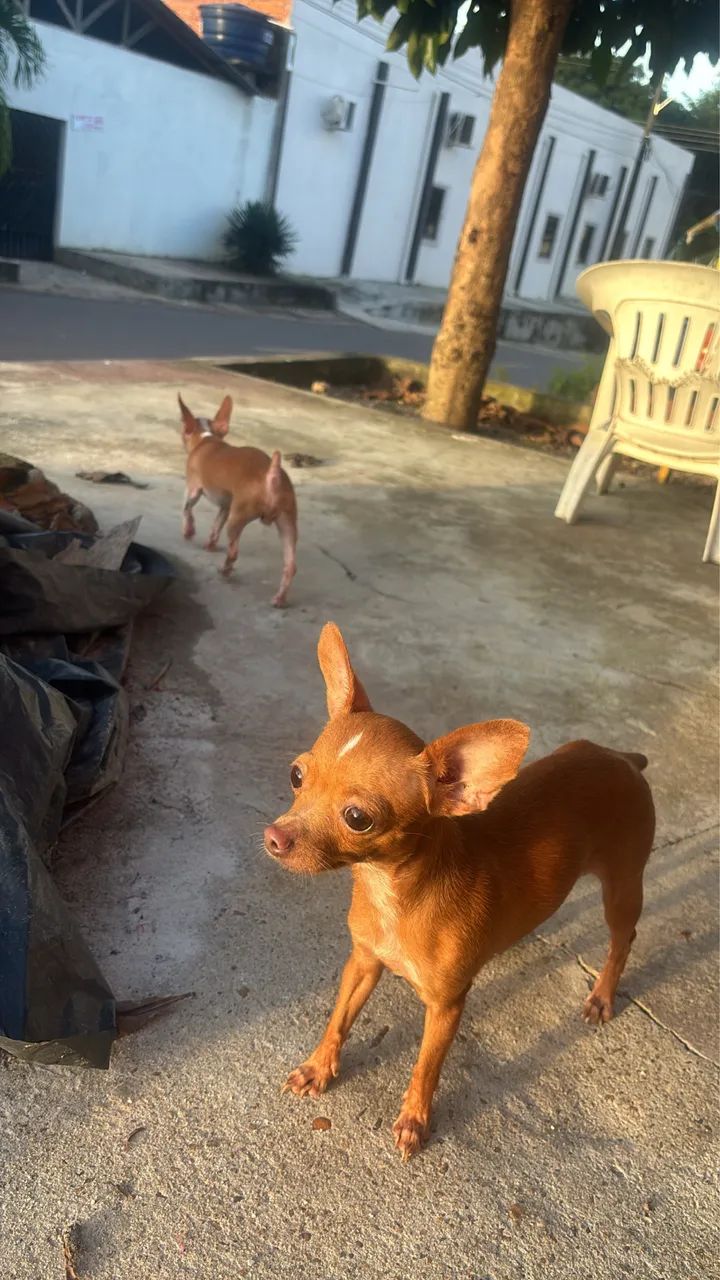 Cachorro - Pinscher Fêmea  - Foto 4