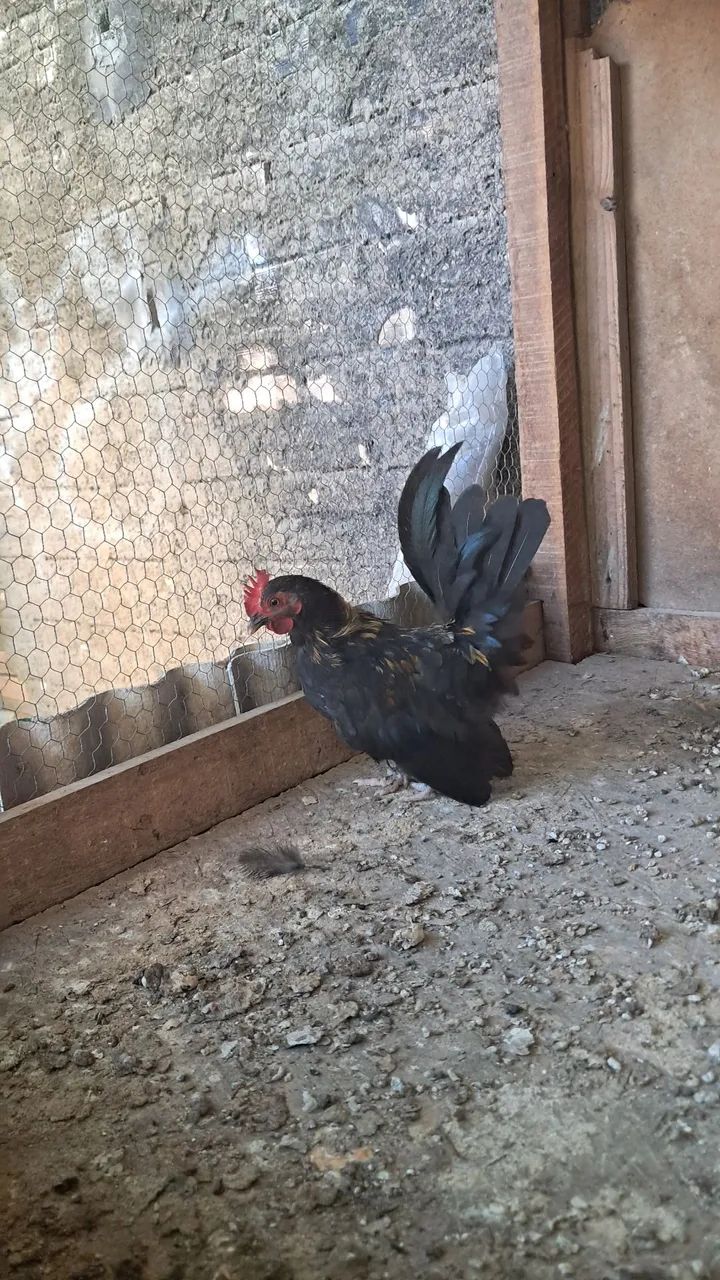 Frango Nagasaki e um galo garnize - Foto 2