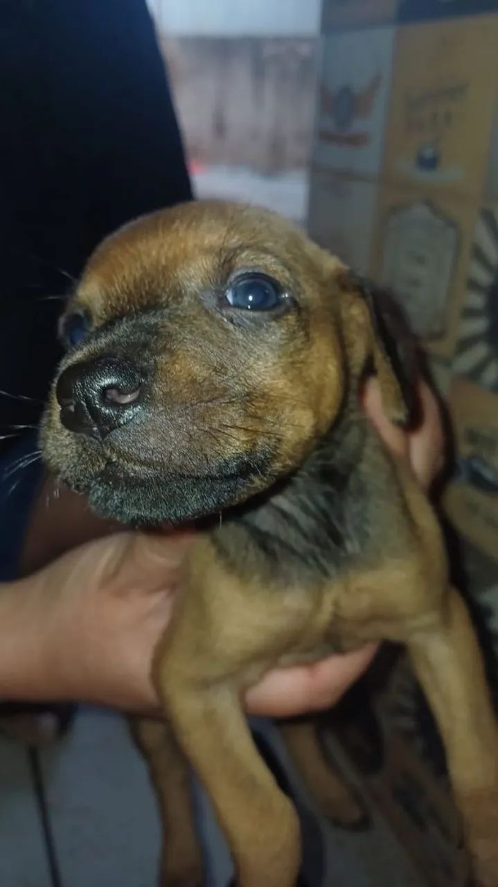 Cãezinhos para adoção - Foto 2