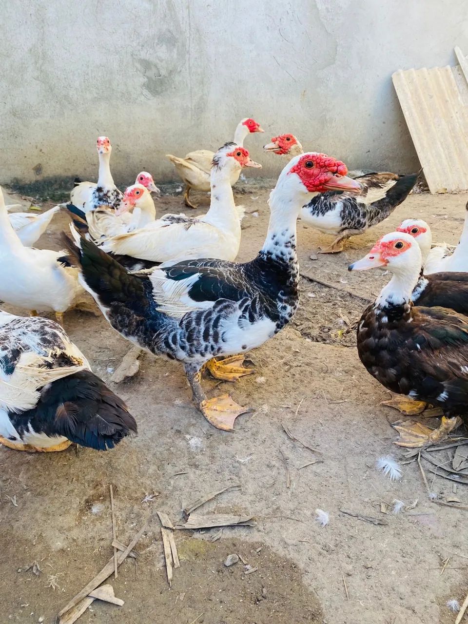 Patos machos e fêmeas 