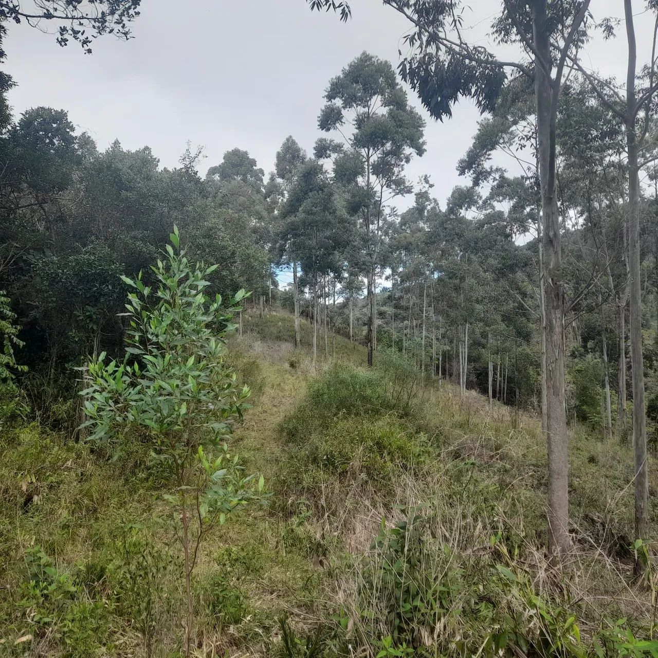 Sítio em Imarui ( 50 mil R$ cada 1000 M² ) - Foto 3