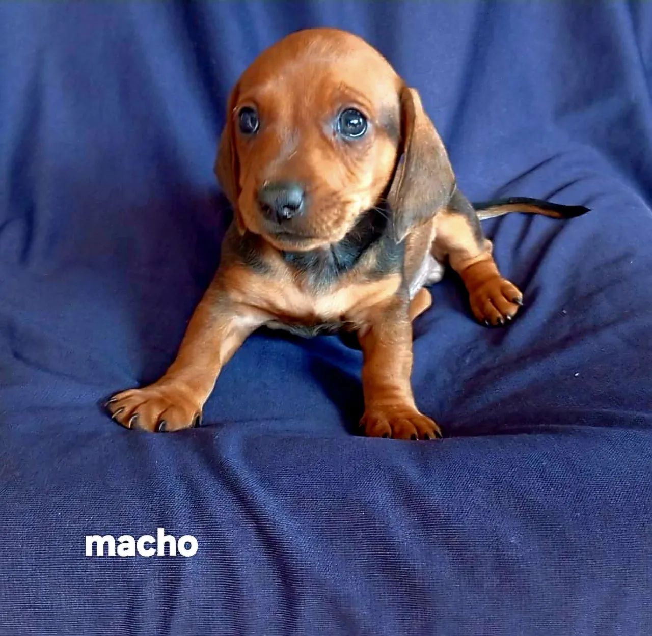 Basset?