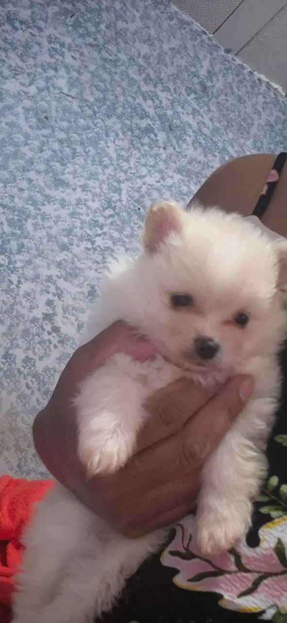 Spitz alemão - Foto 2