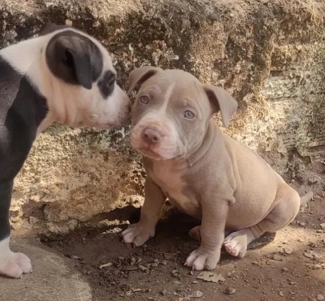 Animais de estimação  - Foto 2
