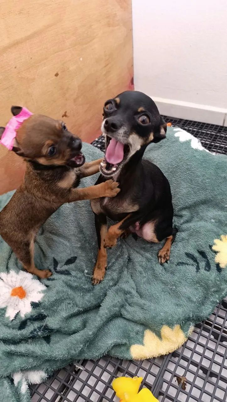 Pinscher fêmea  - Foto 4