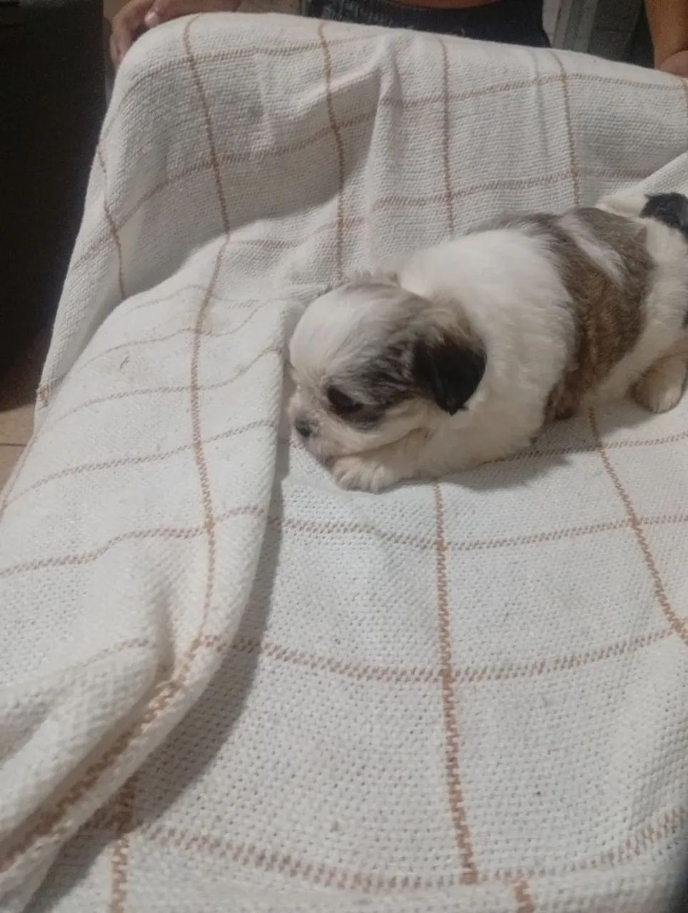 Cachorro macho Shitzu  - Foto 4