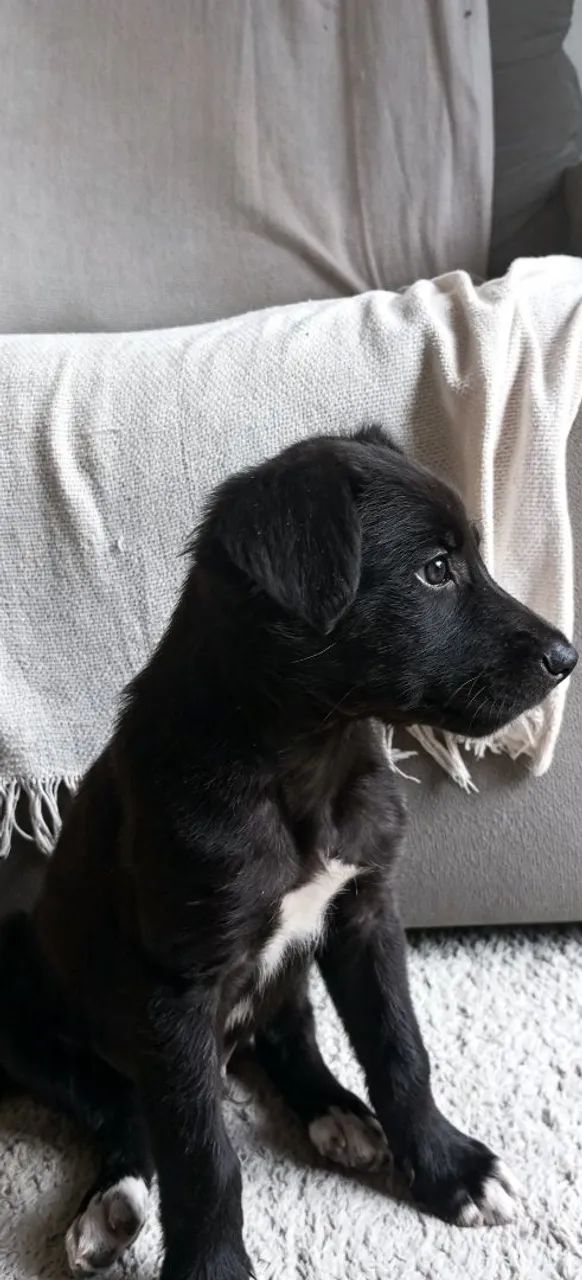 Cachorrinho pra adoção  - Foto 5