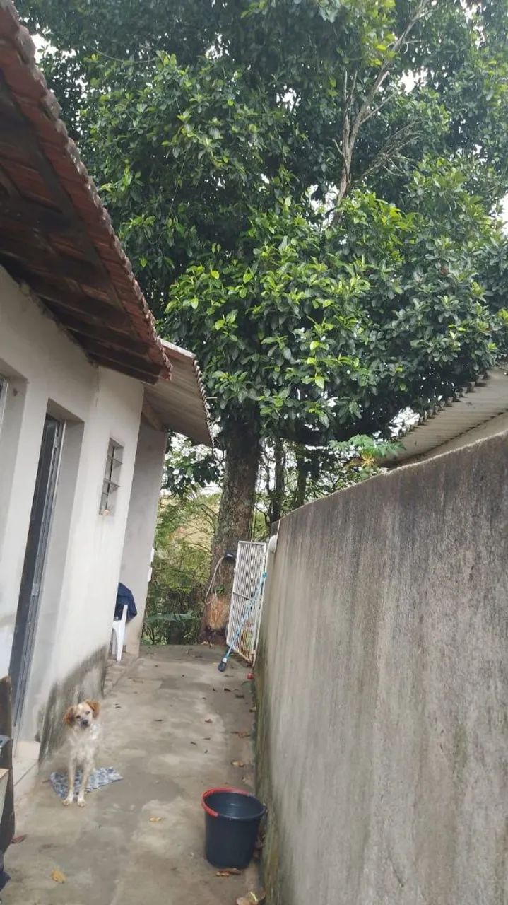 Corte e podas de arvores - Foto 4