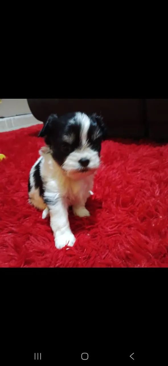 Ilhasa apso  - Foto 2