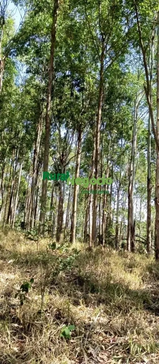 FAZENDA COM PLANTAÇÃO DE EUCALIPTOS EM BRAZÓPOLIS-MG - Foto 2