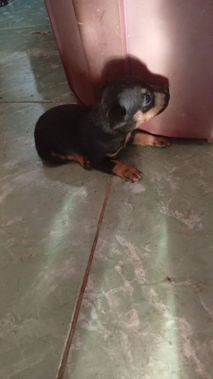 Pincher 1