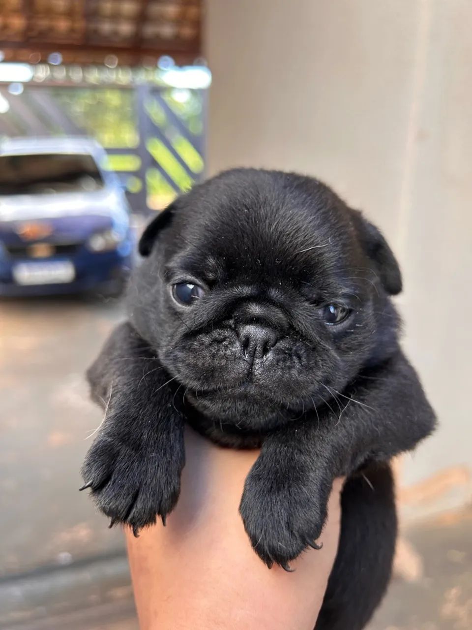 Filhotes de pug - Foto 2