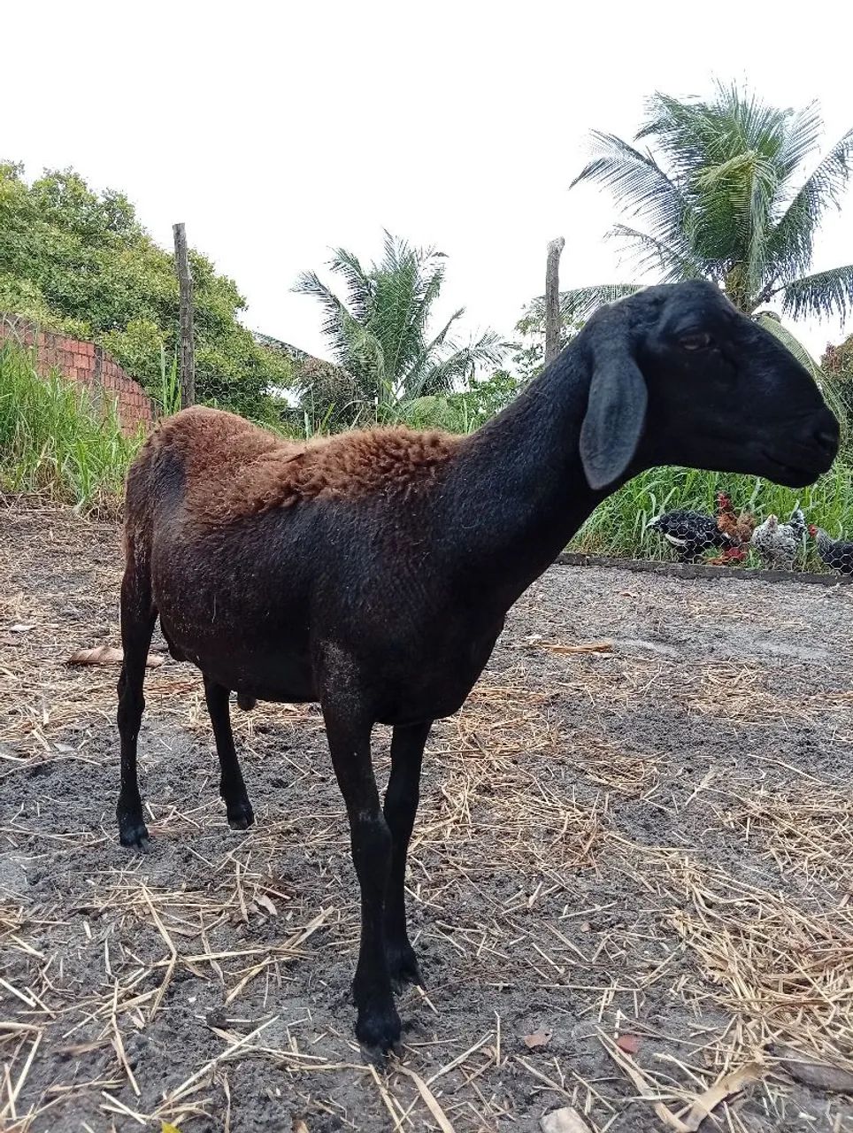 Borrego Santa Inês 