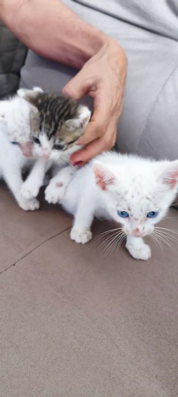 Doação de gato filhote  - Foto 3