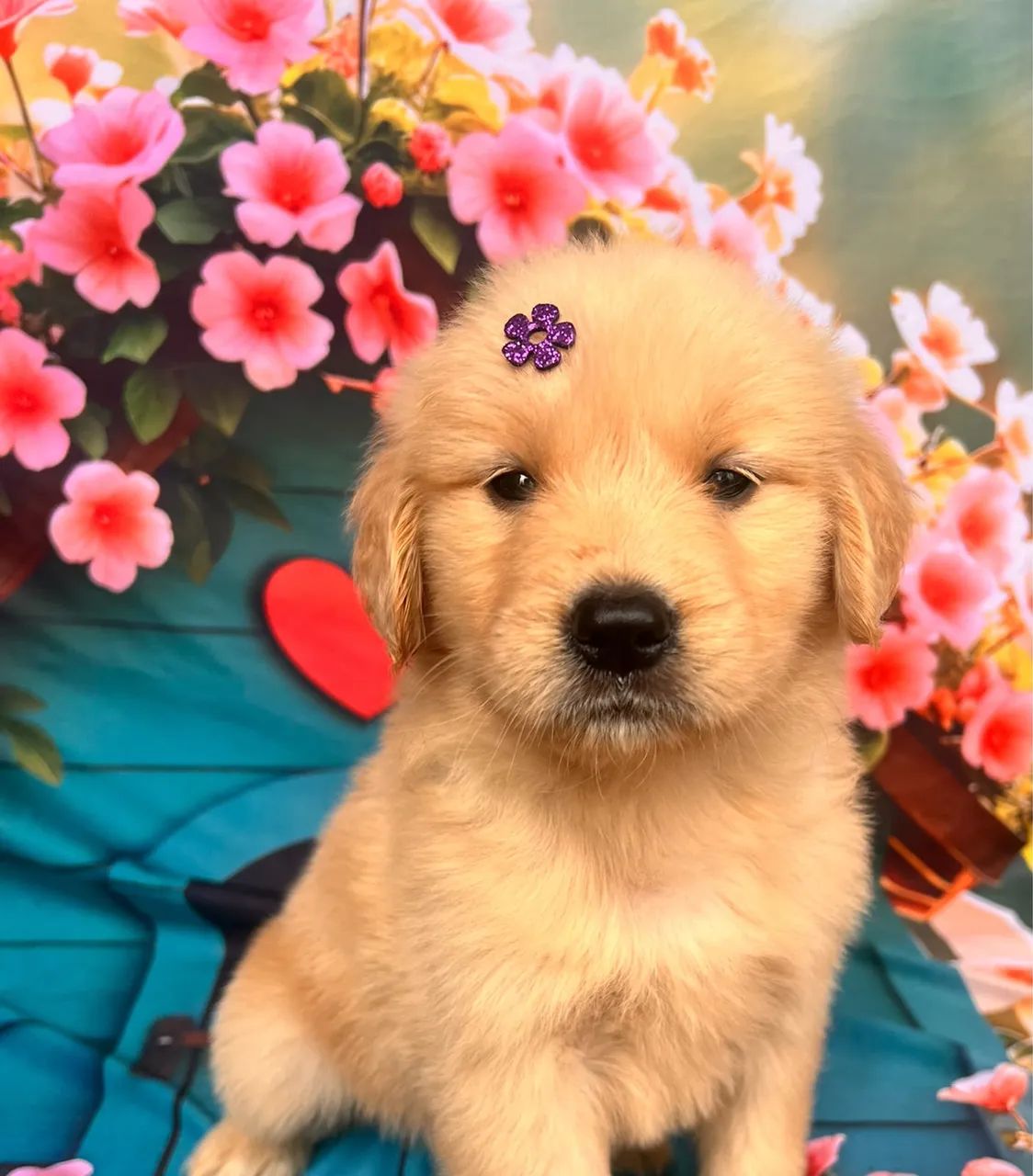 Golden retriever pronta entrega 
