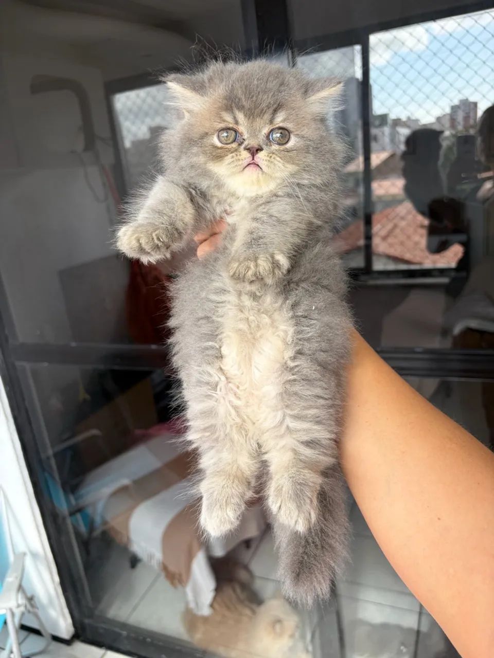 Gato persa macho - Foto 5