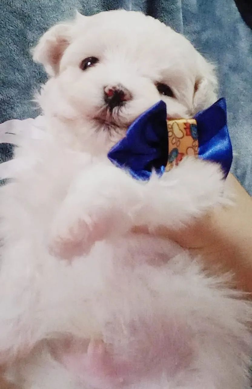 Maltês macho mini  - Foto 4